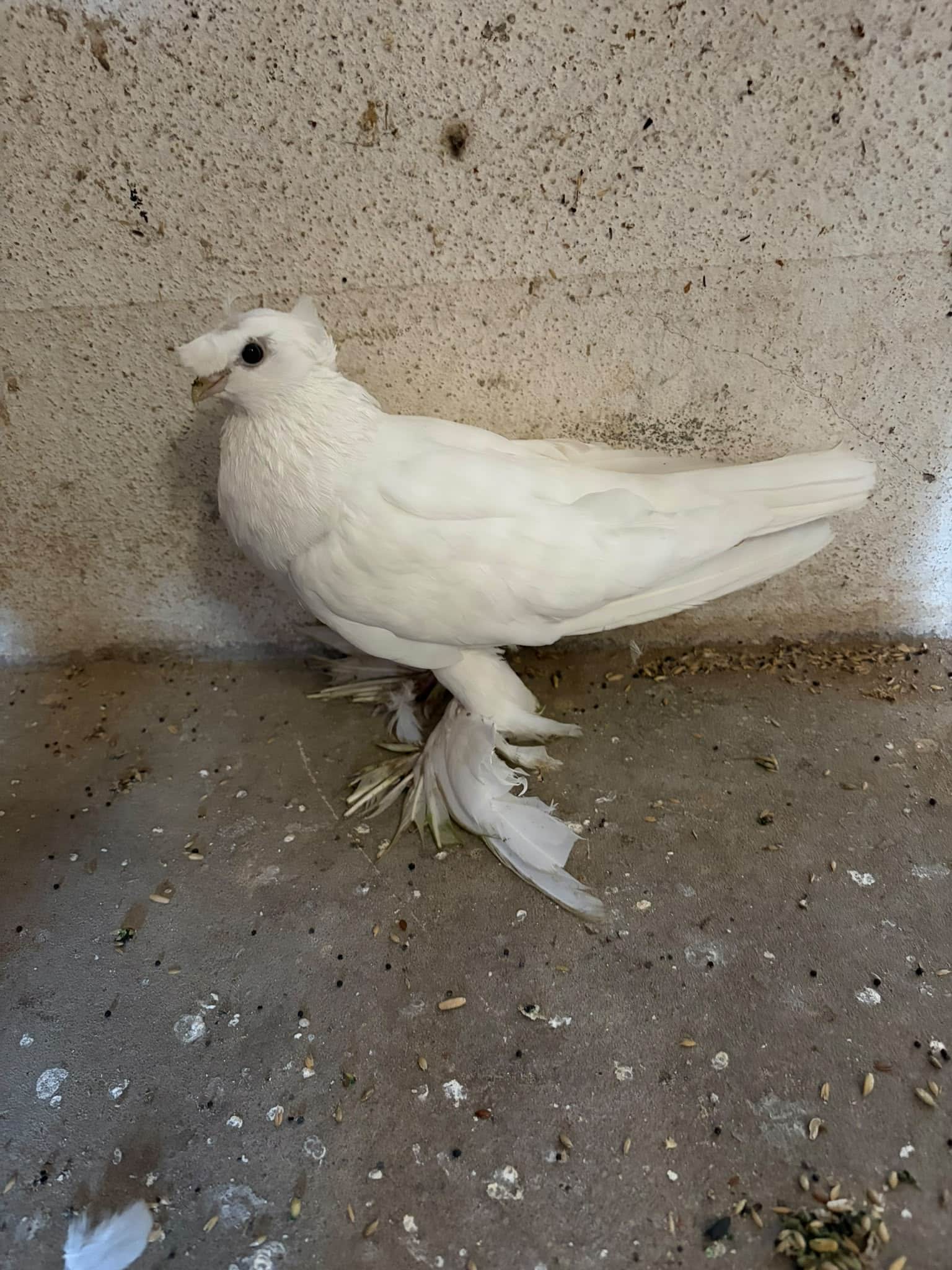 Taube gefunden